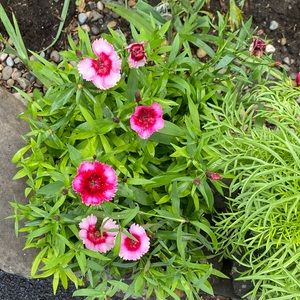 Meet your Posher, Ellen